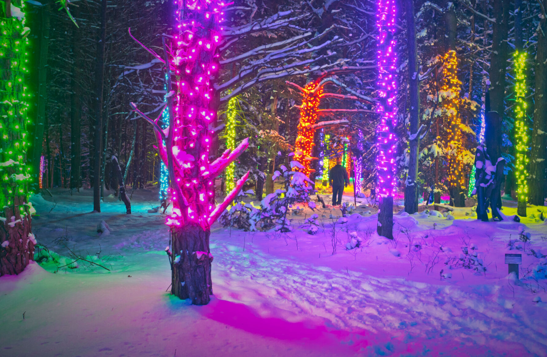 Wild Lights: An enchanted experience